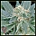 A.M.S. / FEM / Greenhouse Seed Co.