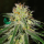 Amnesia Early Harvest / FEM / World of Seeds