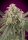 Amnesia XXL / AUTOFEM / Advanced Seeds