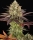 Apple Fritter / FEM / Barneys Farm Seeds