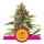 Apple Fritter / FEM / Royal Queen Seeds