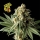 Badazz OG Cheese / FEM / Seedsman
