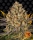 Banana Punch / FEM / Barneys Farm Seeds