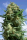 Black Widow / FEM / Positronic Seeds