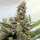 Blue Shark CBD / FEM / Barneys Farm Seeds