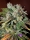 Blueberry Banana / AUTOFEM / Anesia Seeds
