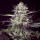 Brain Stroke / AUTOFEM / High Speed Buds