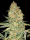 Bruce Banner / FEM / Advanced Seeds