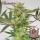 Buddha Classics Diesel / FEM / Buddha Seeds