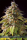 Caramel Monster / FEM / Vision Seeds