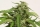 Cheese Exodus / FEM / Garden Of Green