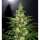 Chronic Haze / FEM / World of Seeds