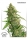 Compassion Lime CBD / AUTOFEM / Dutch Passion