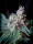 Cream Caramel / FEM / Sweet Seeds