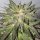 Critical Cure CBD / FEM / Barneys Farm Seeds