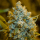 Critical Jack / FEM / Silent Seeds