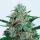 Critical Neville Haze / AUTOFEM / Delicious Seeds