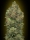Critical Soma / AUTOFEM / Advanced Seeds