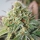 Critical XXL / AUTOFEM / Garden Of Green