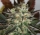 Devils Mango / FEM / Lineage Genetics