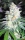 Diesel Berry Cough / FEM / Garden Of Green