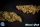 Diesel Tangie (formerly Heavens Fruit) / FEM / Philosopher Seeds
