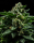 DO-G / FEM / Ripper Seeds