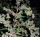Dr Grinspoon / FEM / Barneys Farm Seeds