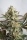 Dresden Green Diamond / FEM / Garden Of Green