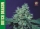 Dutch Dragon / FEM / Paradise Seeds