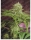 Elixir Vitae CBD / FEM / Medical Seeds