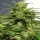 Ethiopian / REG / Ace Seeds