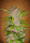 Fastberry / AUTOFEM / FastBuds Seeds