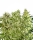 Female Mix / FEM / White Label Seed Company