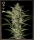 Flowerbomb Kush / FEM / Greenhouse - Strain Hunters