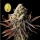 Gelat.OG / FEM / Seedsman