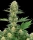 Gelato #420 / FEM / White Label Seed Company