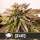 Gelato / FEM / Blimburn Seeds