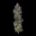 Gelato Sorbet (Sorbet Collection) / FEM / DNA Genetics