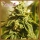 Glue Kripple / FEM / Dr Krippling Seeds