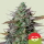 GOATlato / AUTOFEM / Royal Queen Seeds