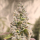 Gorilla Cookies FAST / FEM / High Speed Buds