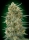 Gorilla FAST / FEM / 00 Seeds
