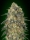 Gorilla / FEM / 00 Seeds
