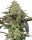 Grapevine Candy / FEM / Sensi Seeds