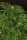 Green Gummy / FEM / Exotic Seeds