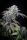 Gulupa / FEM / Paradise Seeds