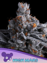 High Mars / FEM / Anesia Seeds