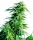 Hindu Kush / FEM / Sensi Seeds