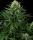 Honey Melon Kush / FEM / Sensi Seeds